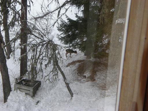 DSCN4727.JPG - Lebewesen ohne Zutrittsbadge vor unserm Haus