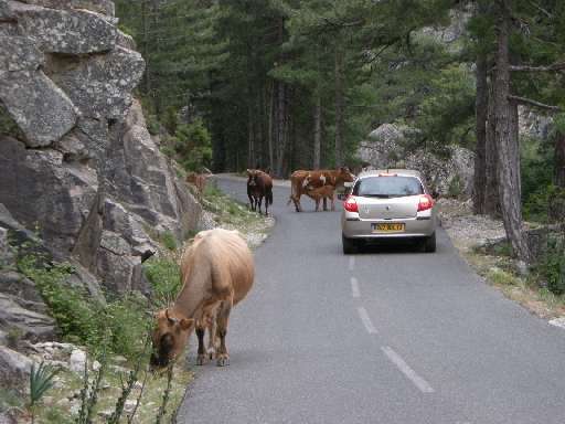 DSCN5712.JPG - Typische Bilder von Korsika, hier im Restonicatal. Die Kuehe sind sich sehr an der Autovcerkehr gewohnt und lassen sich nicht immer stoeren, wie hier die Mutterkuh die ihr junges vor dem wartenden Auto sauegen laesst.