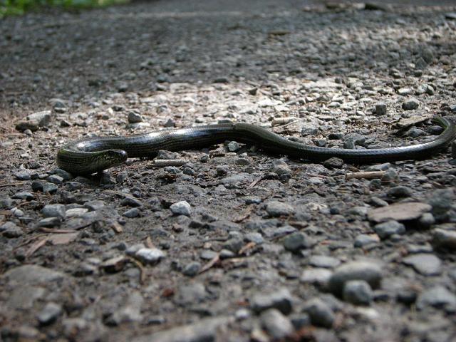 DSCN6314.JPG - beinahe wurde diese Blindschleiche ueberfahren