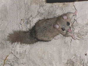 Siebenschlaefer_glis_glis.jpg - Siebenschläfer