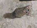 Siebenschlaefer_glis_glis