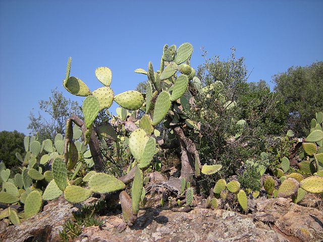 DSCN6640.JPG - Kaktus, Kaktus, Kaktus