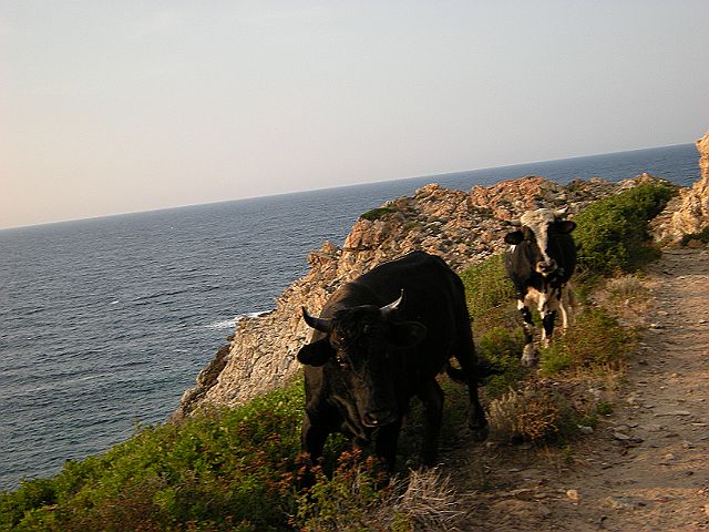 DSCN6657.JPG - unsere Begleiter
