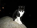 DSCN6953