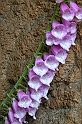 DSCN8559