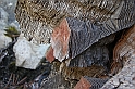 DSCN8739