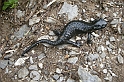 DSCN9064