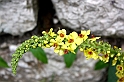 IMG_1251
