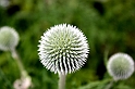 IMG_1277