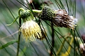 IMG_1285