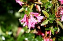 IMG_1314