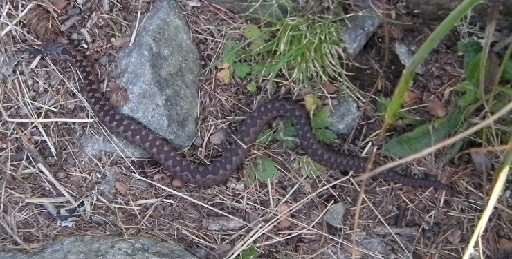 DSCN9590s.png - Kreuzotter beim Zustieg des Klettergarten Seehorn