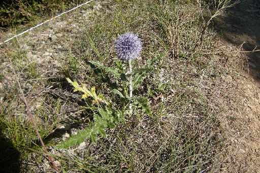DSCN9722.JPG