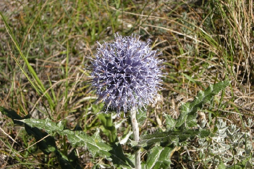DSCN9723.JPG