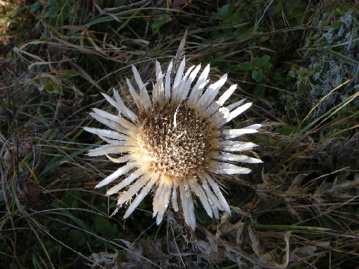 DSCN0184.JPG