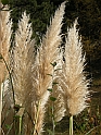 DSCN0329