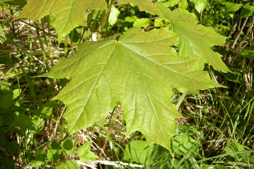 DSCN1262.JPG