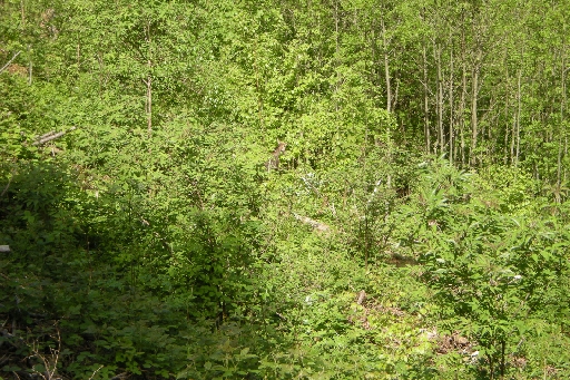 DSCN1272.JPG - Was hat's hier im Gebüsch? Findet ihr's?