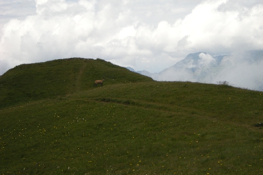 DSCN2104.JPG - Die Gemse streckt und reckt sich und macht sich langsam aus dem Staub.