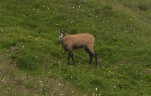 DSCN2105.JPG - Die Gemse streckt und reckt sich und macht sich langsam aus dem Staub.