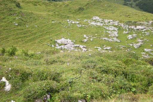 DSCN2147.JPG - Drei Schneehühner auf dem Foto, doch gut getarnt