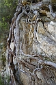 DSCN3492