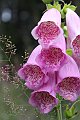 IMG_7594