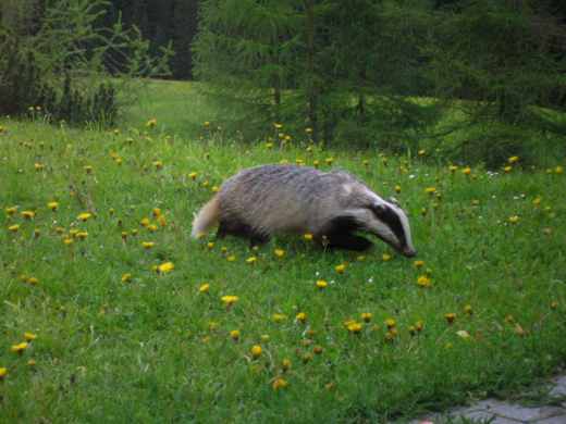 20060605_1809Dachs.jpg.jpg