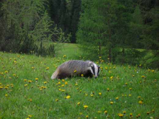 20060605_1809cDachs.jpg.jpg