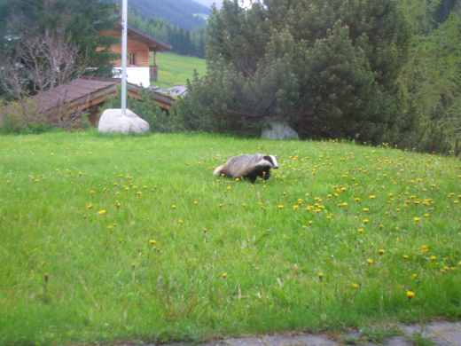 20060605_1809eDachs.jpg.jpg