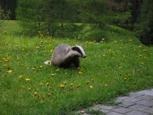 20060605_1810cDachs.jpg.jpg