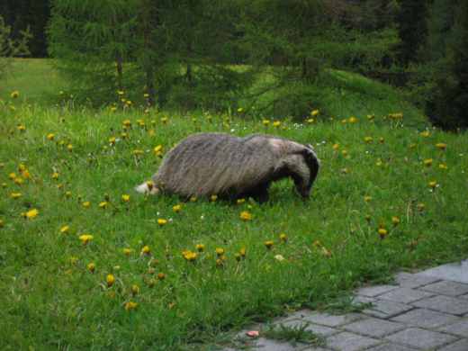 20060605_1810dDachs.jpg.jpg