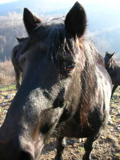 pferd22.jpg.jpg