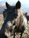 thumbs/pferd22.jpg.jpg