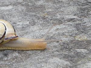 2011-06-19_Eiskurs_SAC_Morteratsch