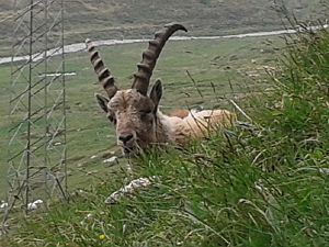 2015_06_12 lagalp