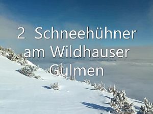 2018_02_18 Gulmen Wildhaus