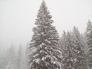 2019_02_02 Laterns Gerenfalben