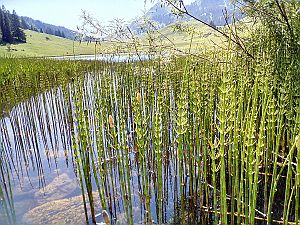 2019_06_29 Lütispitz mit Gräppelensee