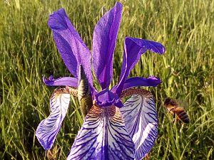2020_05_18 Iris-Blüte