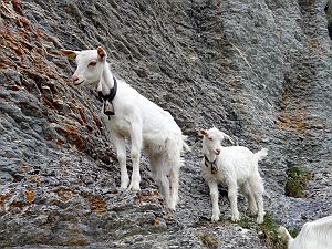 2020_05_21-23 Bollenwees