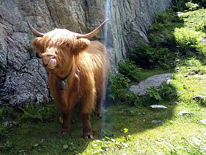 2020_07_05 Mettmen