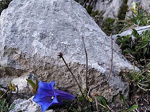 2021_05_09 Löwenzähne