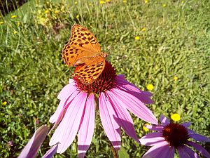 2022_07_24 Mutschli