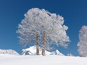 2023_12_03 1. Skitour Wildhaus