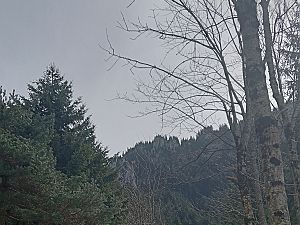 2024_04_07 Löwenzähne