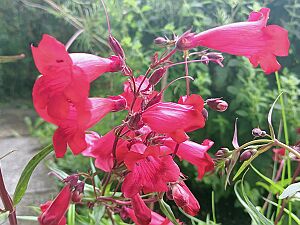 2025_07_15 Blumen zu Hause Wildhaus