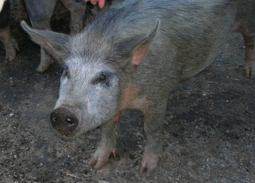 dscn0530_00.jpg.jpg