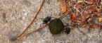 thumbs/dscn05171_00.jpg.png