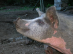 thumbs/dscn0529_00.jpg.png